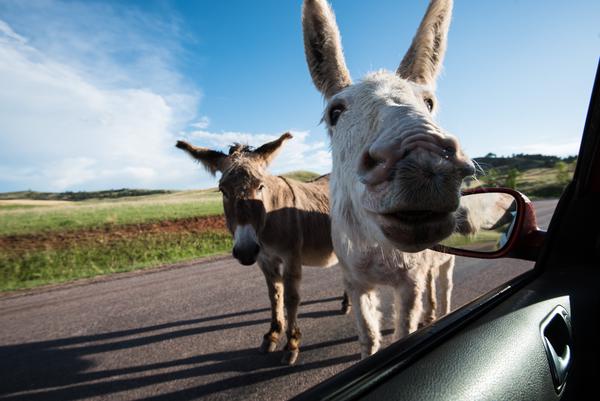 Burros at Custer State Park